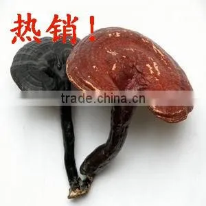 Bulk Ganoderma Lucidum Spore Powder, Reishi Mushroom Powder, Ganoderma Lucidum Extract