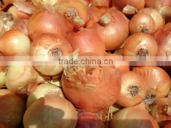 Super Quality Grade a Egyptian Onions photo-5