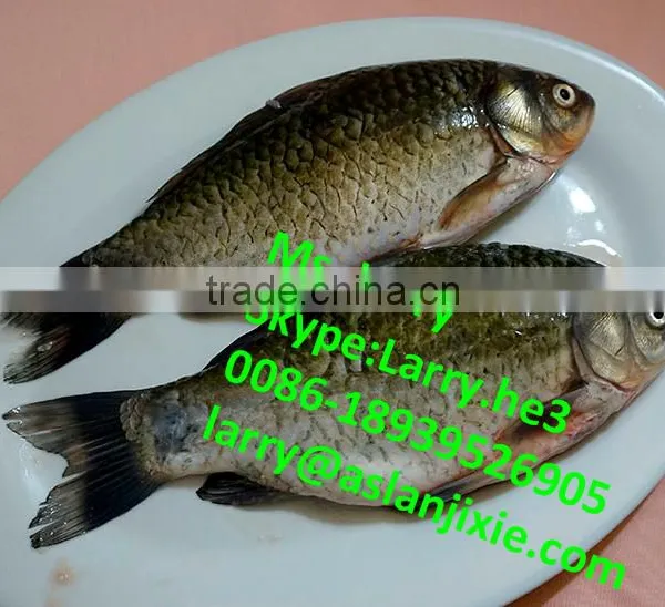 Fish Descaler/automatic Fish Fillet Machine/fish Killing Gutting Cleaning Machine photo-6