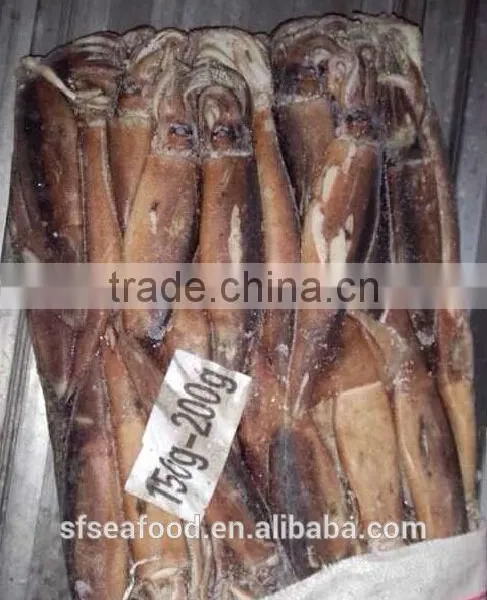 Seafood Squid Price of Frozen Seafood Illex Squid photo-2