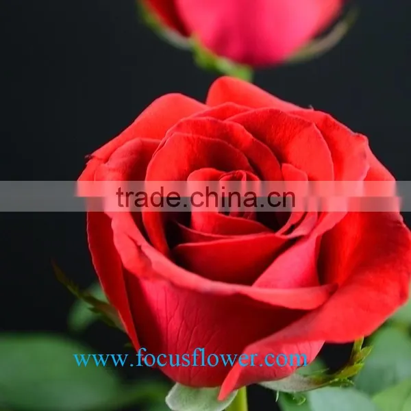 Export Fresh Cut Roses Flowers Carola Rose Flower From Kunming Rose-wholesale photo-6