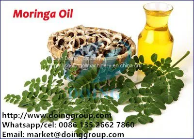 Moringa Oil Press Machine Single Screw Cold Pressed Oil Machine photo-3