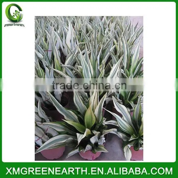 Furcraea Foetida (1) photo-2