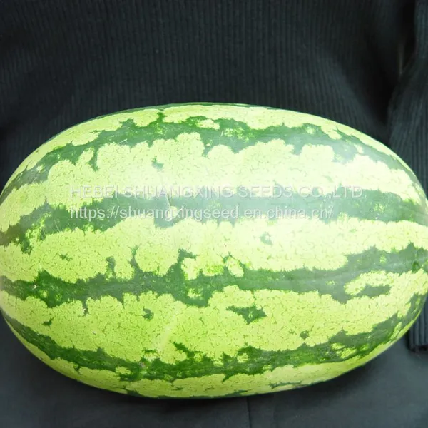 Emperor 8th Oval Shape Good Adaptability Hybrid Watermelon Seeds photo-3