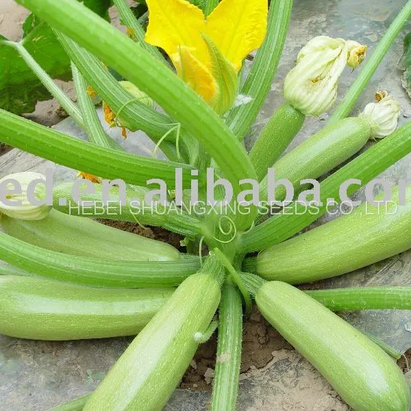Long Zucchini Hybrid f1 Squash Vegetable Seeds photo-2