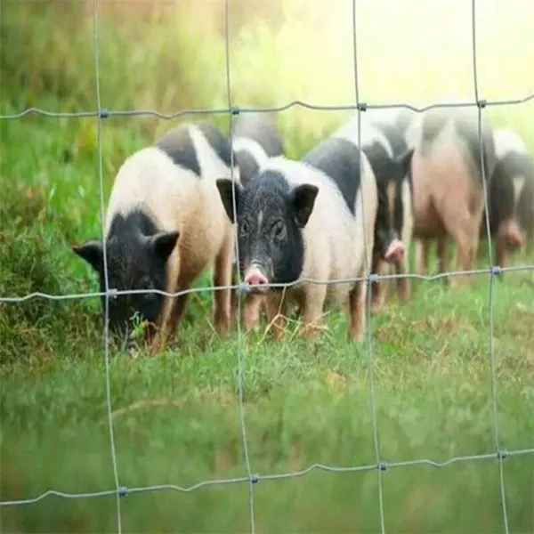 Modular Cattle Panels 6 Feet Tall für die Sicherheit von Ranches und Bauernhöfen