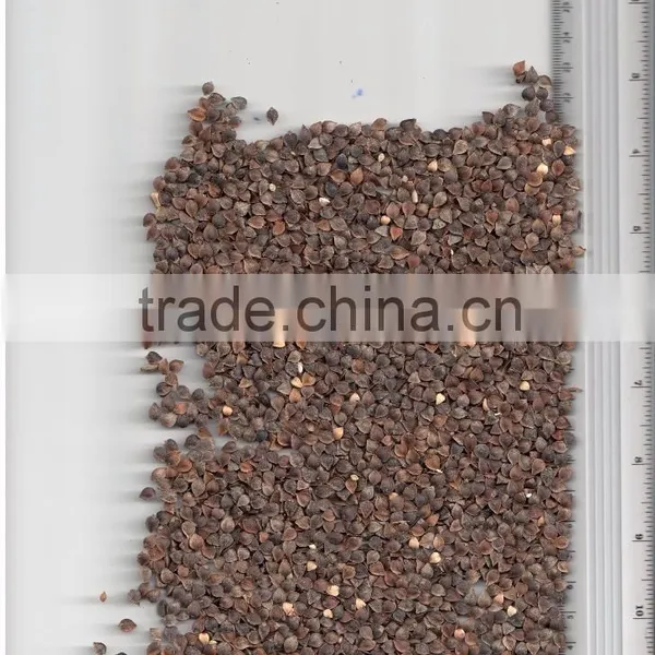 BUCKWHEAT