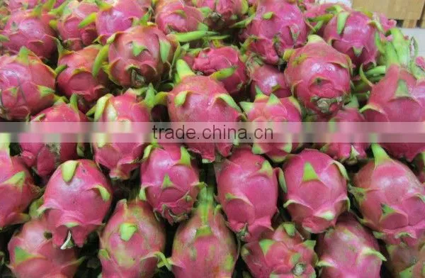 Vietnam Fresh Dragon Fruit