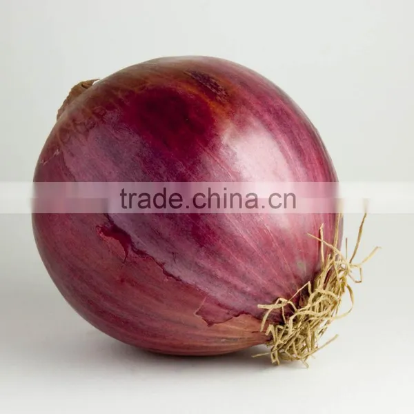 High Quality Onion for Sale | Onion Suppliers From India | Red Onion Exporters photo-5