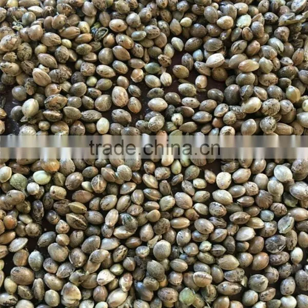 Hemp Seed 2016 photo-3