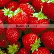 Strawberry photo-6