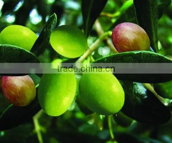 Olive Tree Seedling