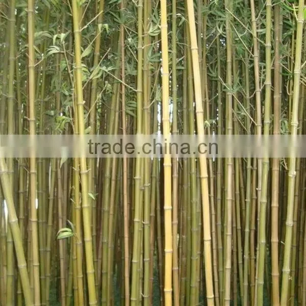 Fake Bamboo Plant Sticks ,Artificial Bamboo Poles Lucky Bamboo Garden Decorative photo-3