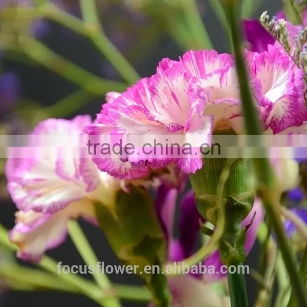 Magnificent Cut Flower Holland Carnation for Interior Decoration photo-5