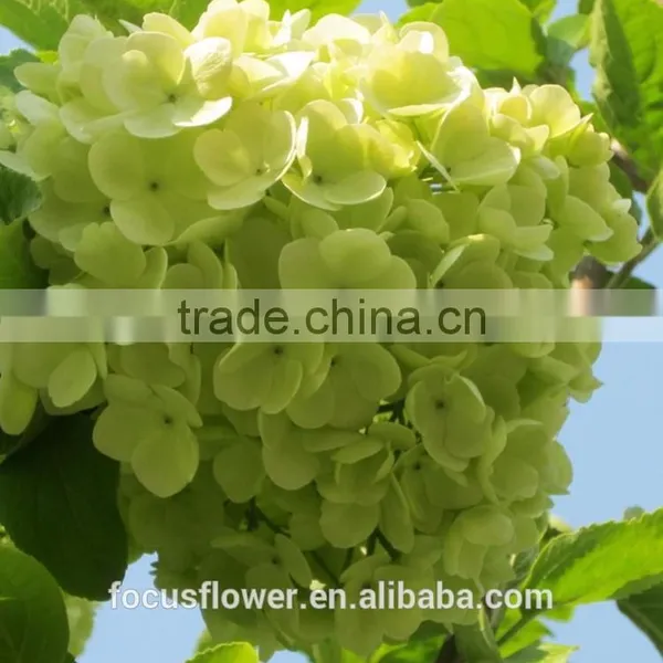Grade A Variety Colors Cut Fresh Gerbera Flower From Kunming photo-4