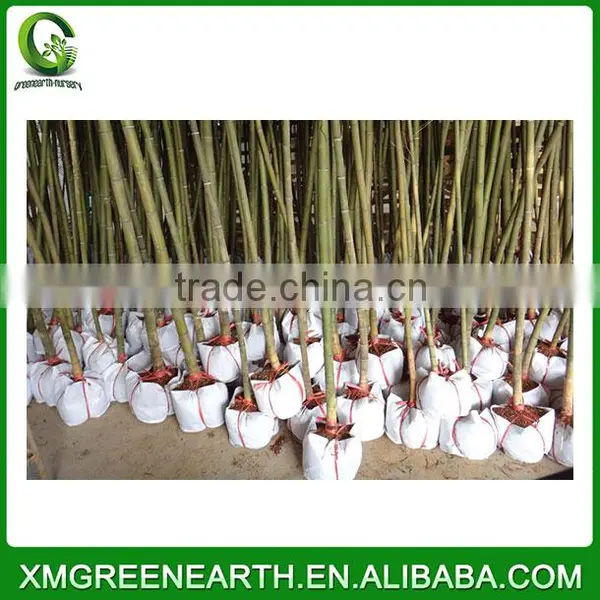 PHYLLOSTACHYS PUBESCENS Diameter 3-4cm(2) photo-3