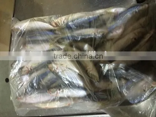 Frozen Mackerel Fish Equus Lacertus With Size 90 - 110 g / Pcs photo-3