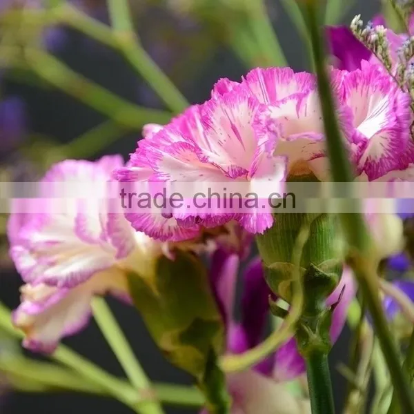 Factory Darb Single Head Carnation photo-3
