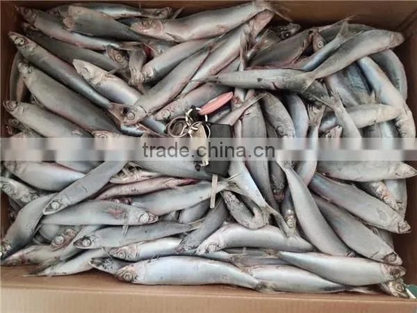 Grade A Sea Frozen Sardine Sardinella Longiceps for Canning photo-2