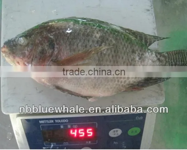 Tilapia