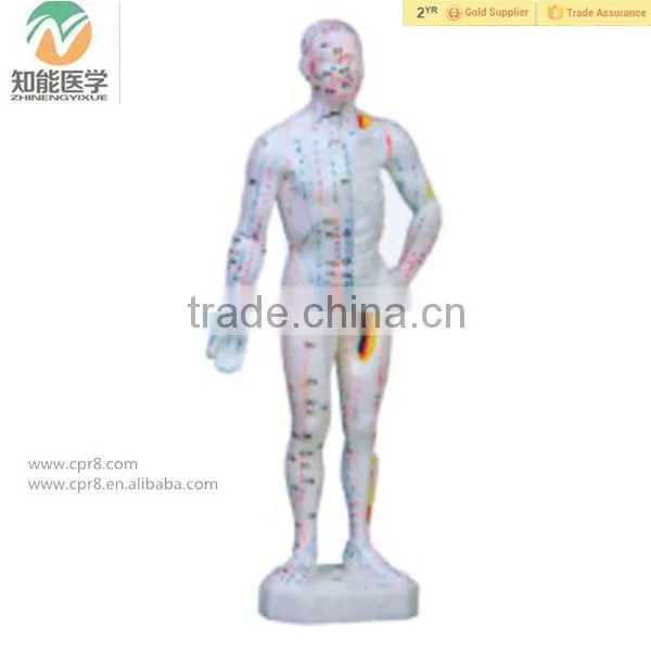 High Quality Small Size Human Chinese Acupuncture Model 26cm