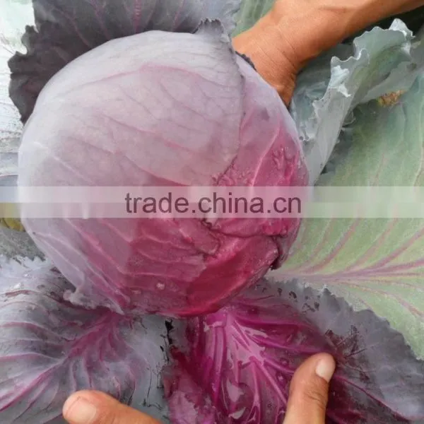 Chinese Fresh Cabbage photo-2