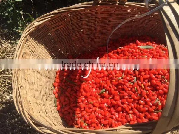 China Dried Fresh Goji Berry photo-5