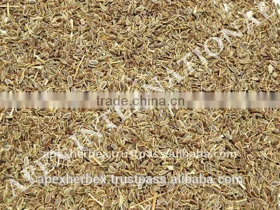 Dill Seeds / Dill Seeds TBC / Anthem Graveolens photo-4