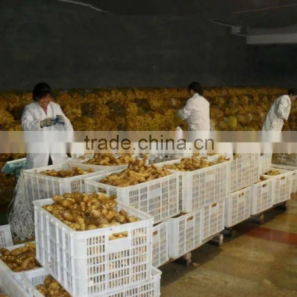 price of ginger
