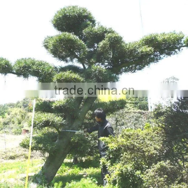 Podocarpus Japanese Big Bonsai photo-2