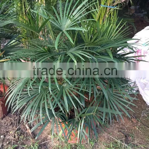 Rhapis Excelsa photo-2