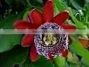 Passiflora Incarnata Extract