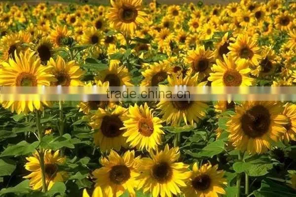 Free Samples Offered Wunflower Seeds Wholesale photo-2