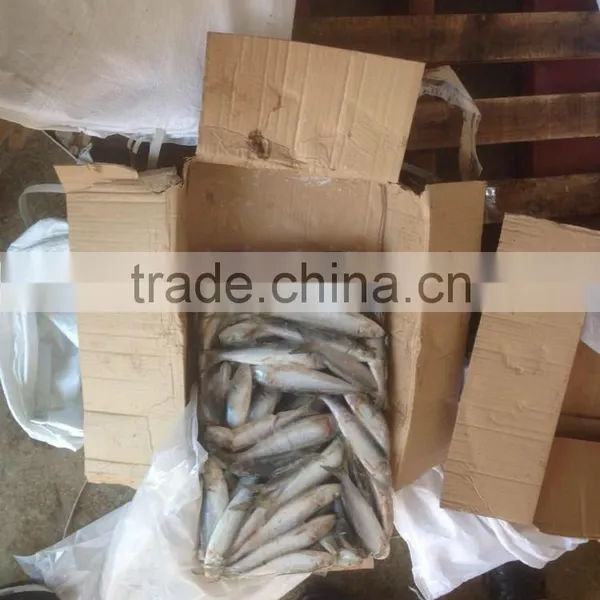 NEW FISH FROZEN SARDINE SEAFOOD FOR SALE photo-3