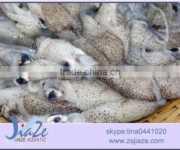 Zhoushan Aquatic Product Frozen Baby Squid photo-3