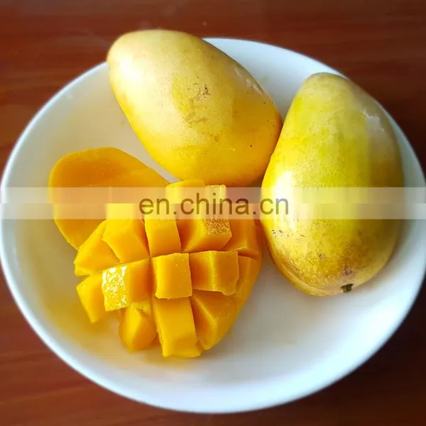 100% NATURAL FOR HEALTH FRESH MANGO WITH GOOD QUALITY MADE IN VIET NAM photo-2