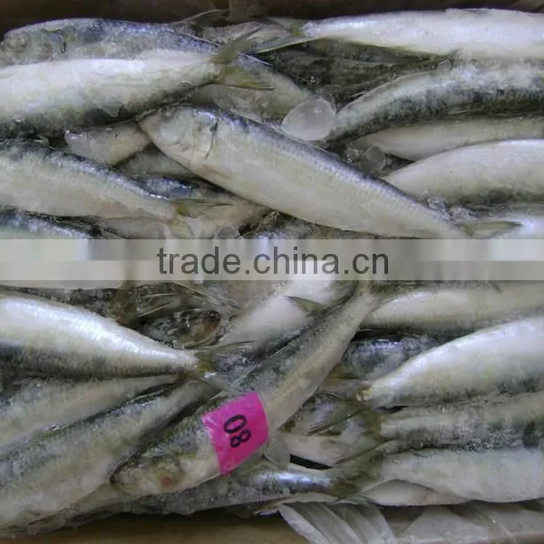 Frozen Sardine From Chinese Manufacture photo-3