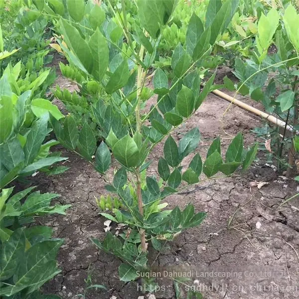 This Year, the Price of Wisteria Saplings With a Ground Diameter of 2 cm in the Climbing Plant Area of Zhejiang Region. One Sapling is From a Ground Cover Plant Base. photo-5