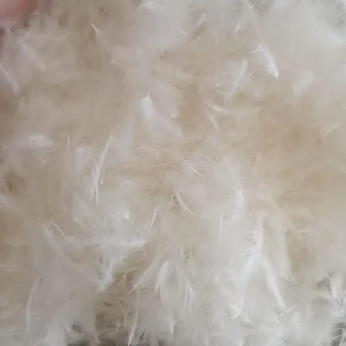Feather and Down photo-2