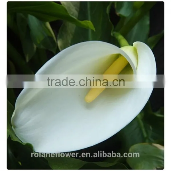 Wholesale High Quality Beautiful Cut White Calla Lily Flower photo-6
