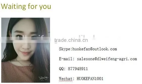 2016 New Crop High Quality Raw Buckwheat Price photo-6