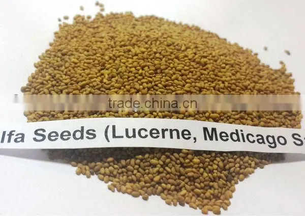 Alfalfa Seeds