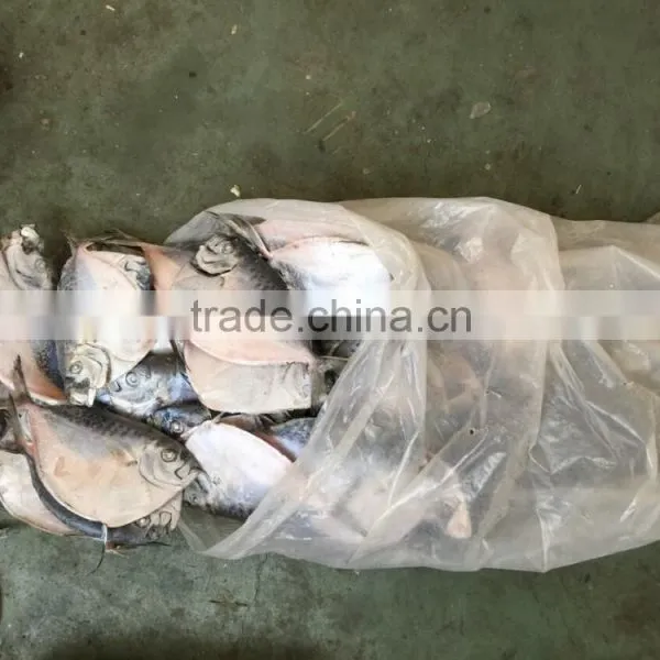 2016 China Frozen Whole Round Good Quality Moon Fish 150-200g/pcs photo-3