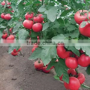 2016 High Quality High Yield Tomato Seeds for Growing- Tian Rui No.3 photo-3