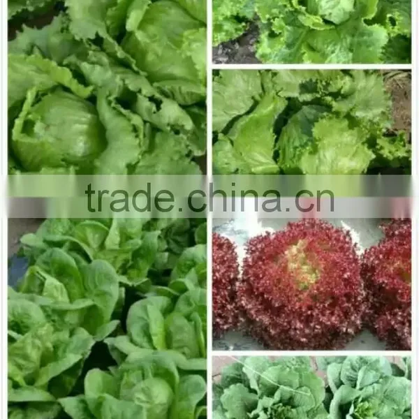 Hybrid F1 Lettuce Seeds