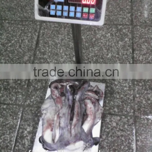 Frozen Squid Tentacle Of ILLex Squid photo-2