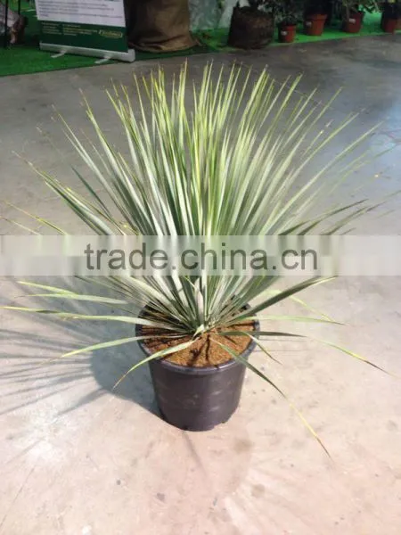 Yucca Rostrata photo-2
