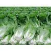 Cabbage,cabbage Supplier,Chinese Supplier,Chinese Cabbage Supplier