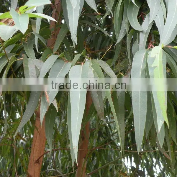 Best Price and High Quality Natrural Eucalyptus Essential Oil With Private Label photo-3