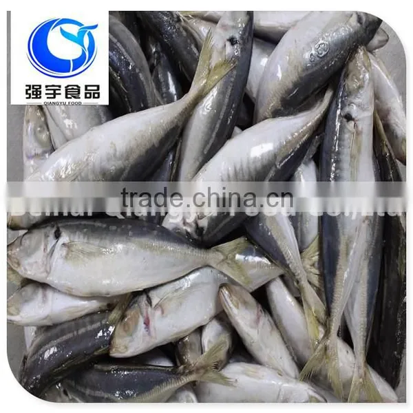 Food Production Mackerel Big Eyes Scad Fish